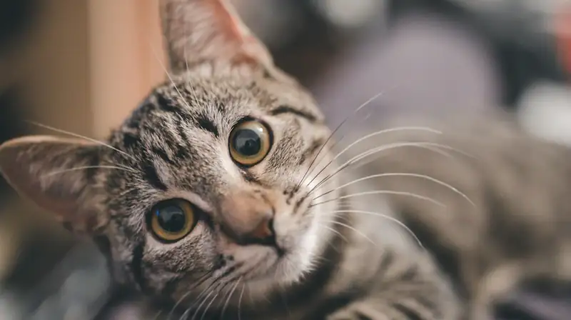 Mascota gato
